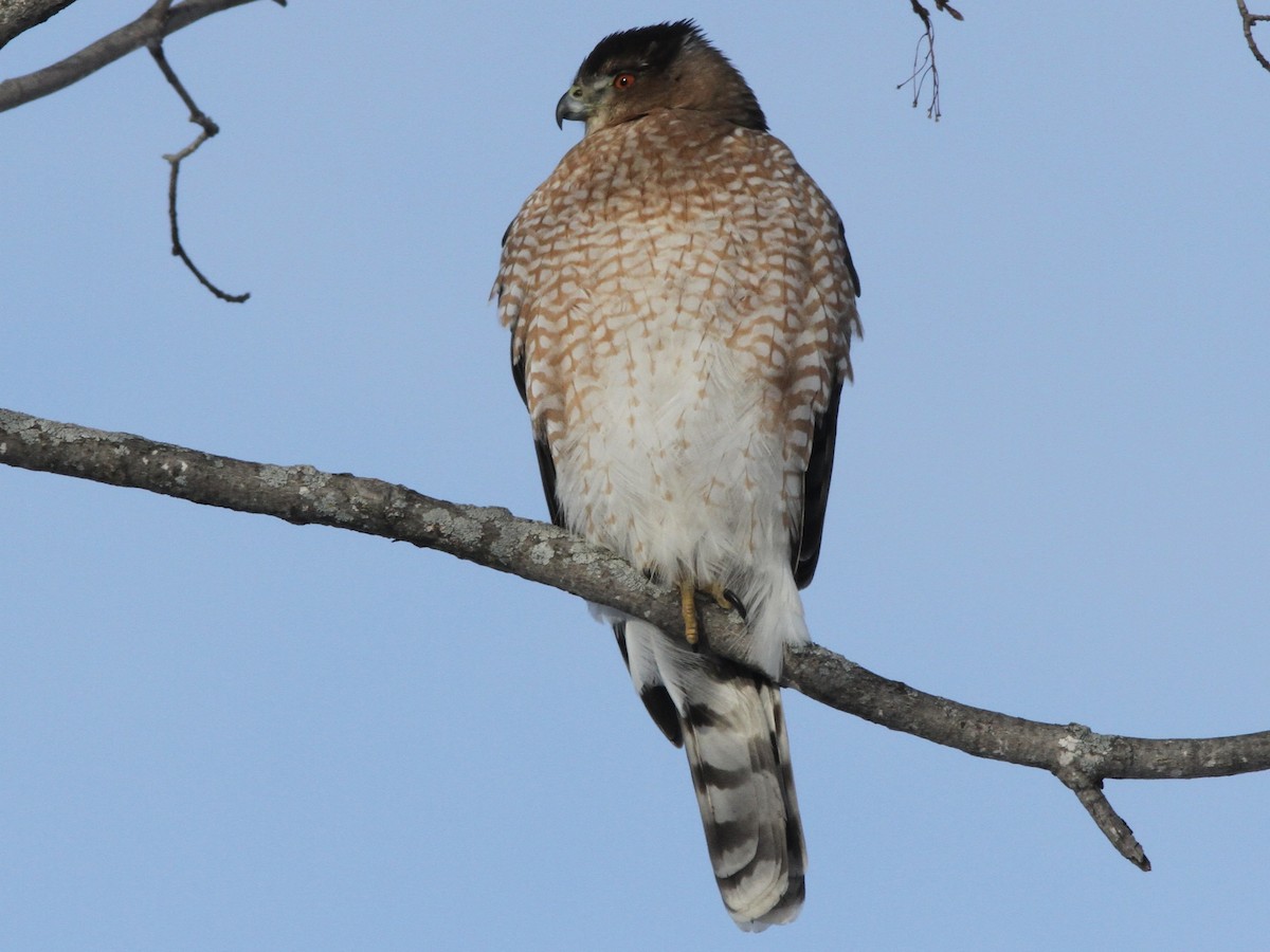 Яструб чорноголовий - ML646977204