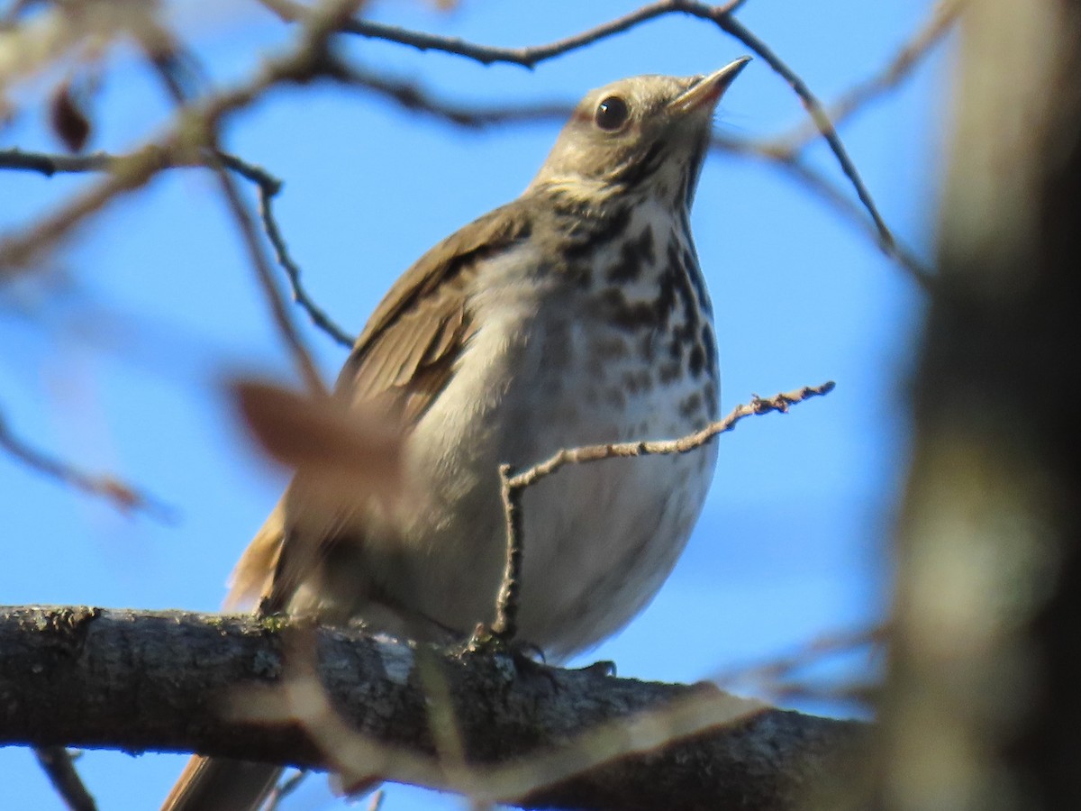 drozd rezavoocasý - ML646977213