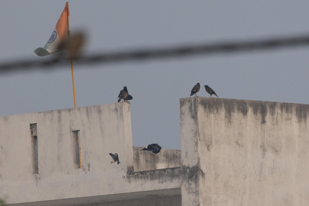 Common Myna - ML646977214