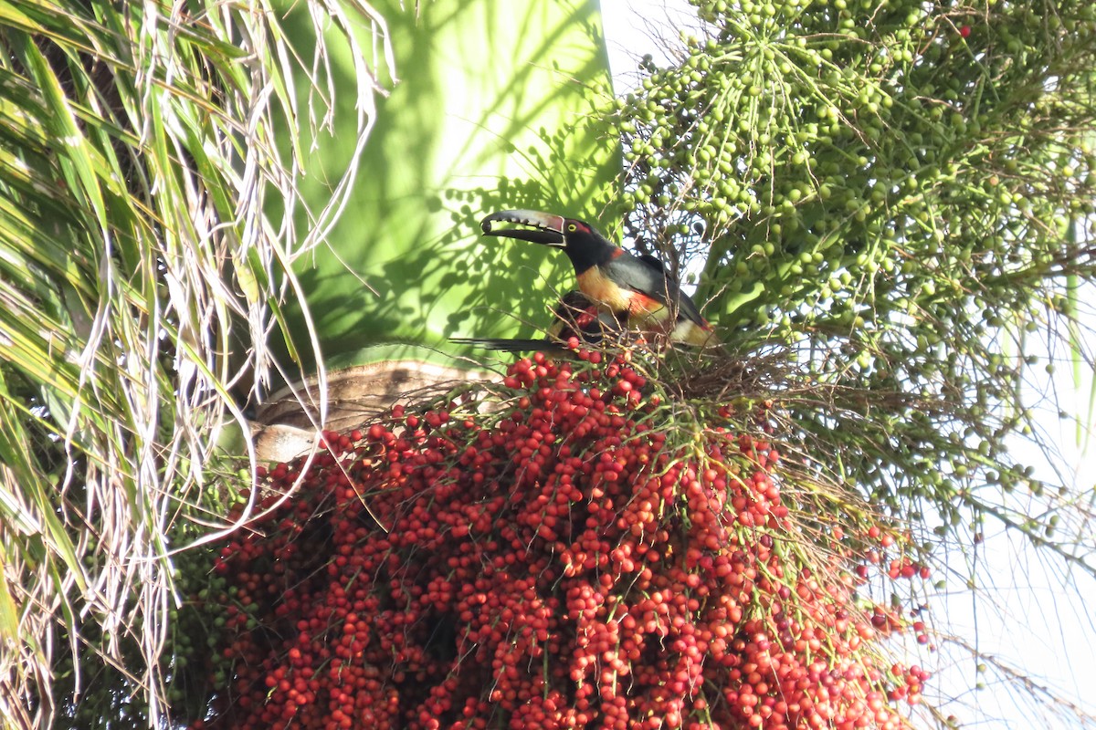 Collared Aracari - ML646977215