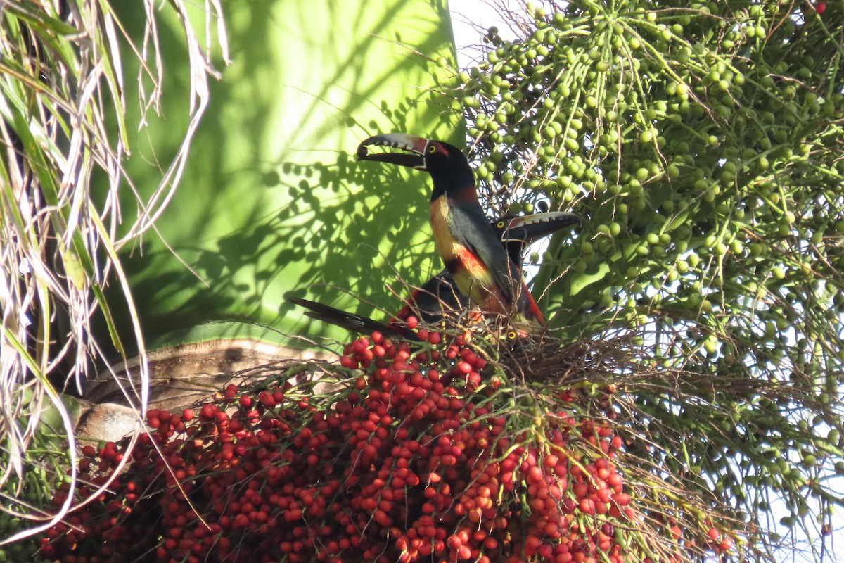 Collared Aracari - ML646977216