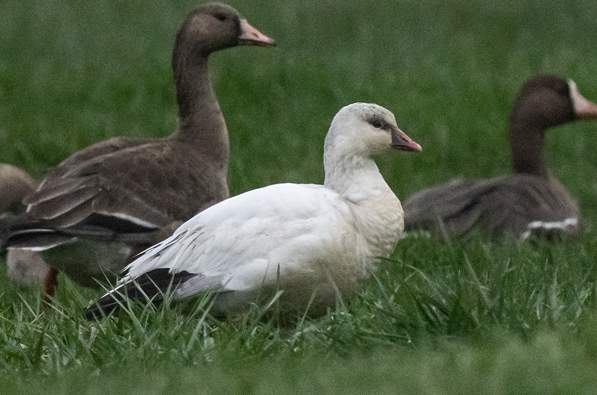 Ross's Goose - ML646977217