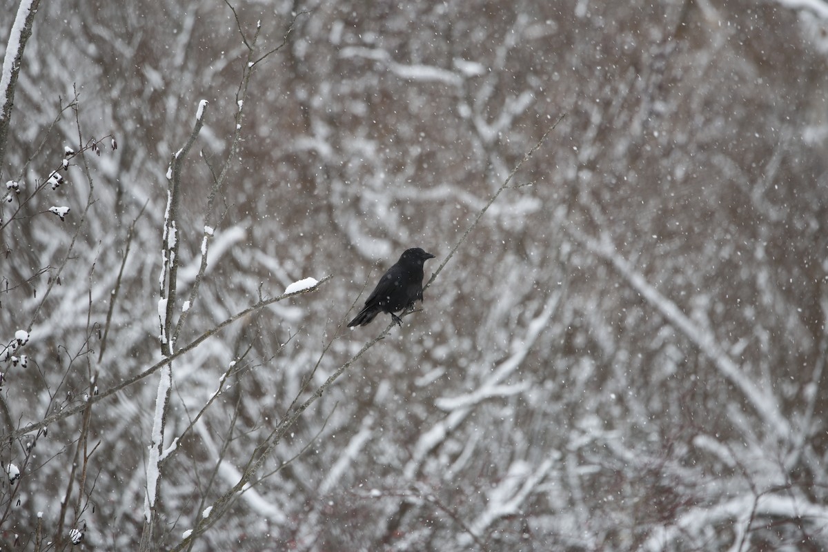 American Crow - ML646977221