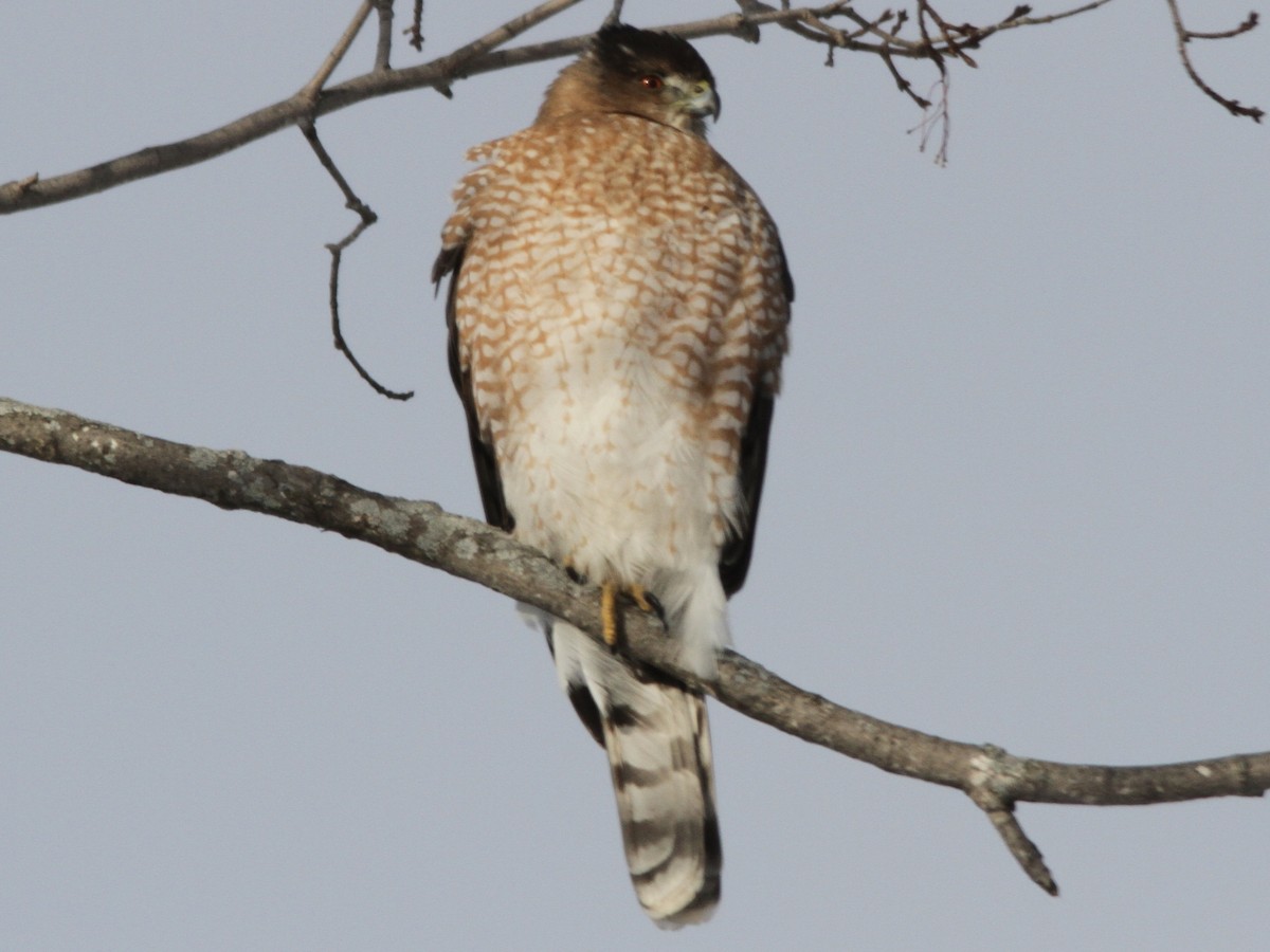 Яструб чорноголовий - ML646977225