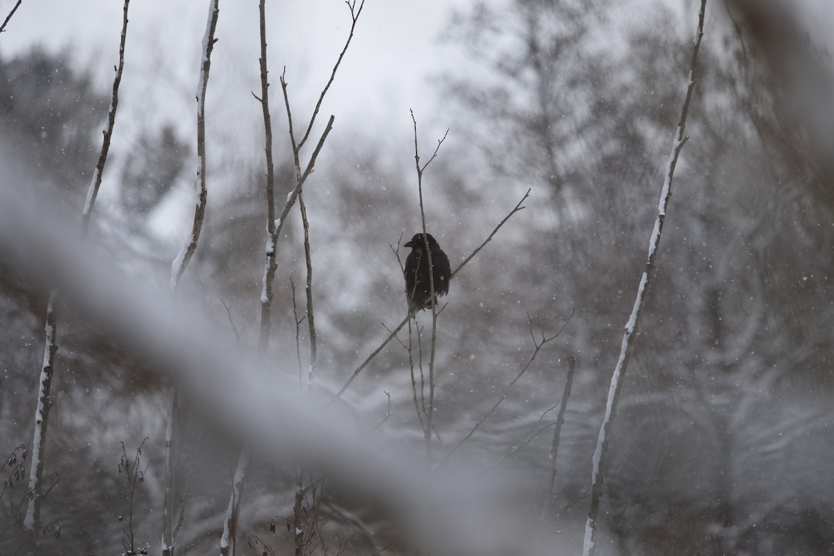 American Crow - ML646977230