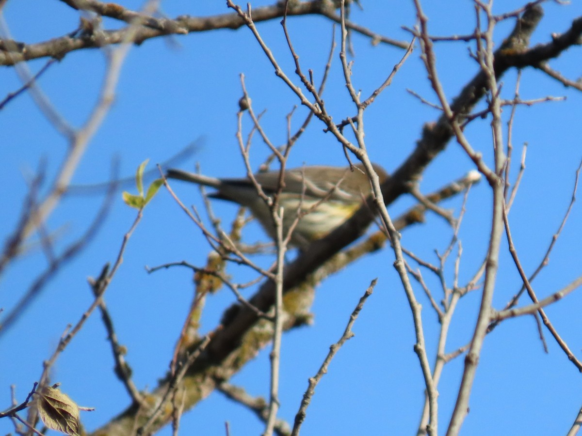 lesňáček žlutoskvrnný - ML646977231