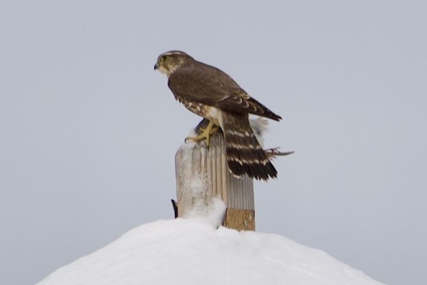 Merlin - ML646977234