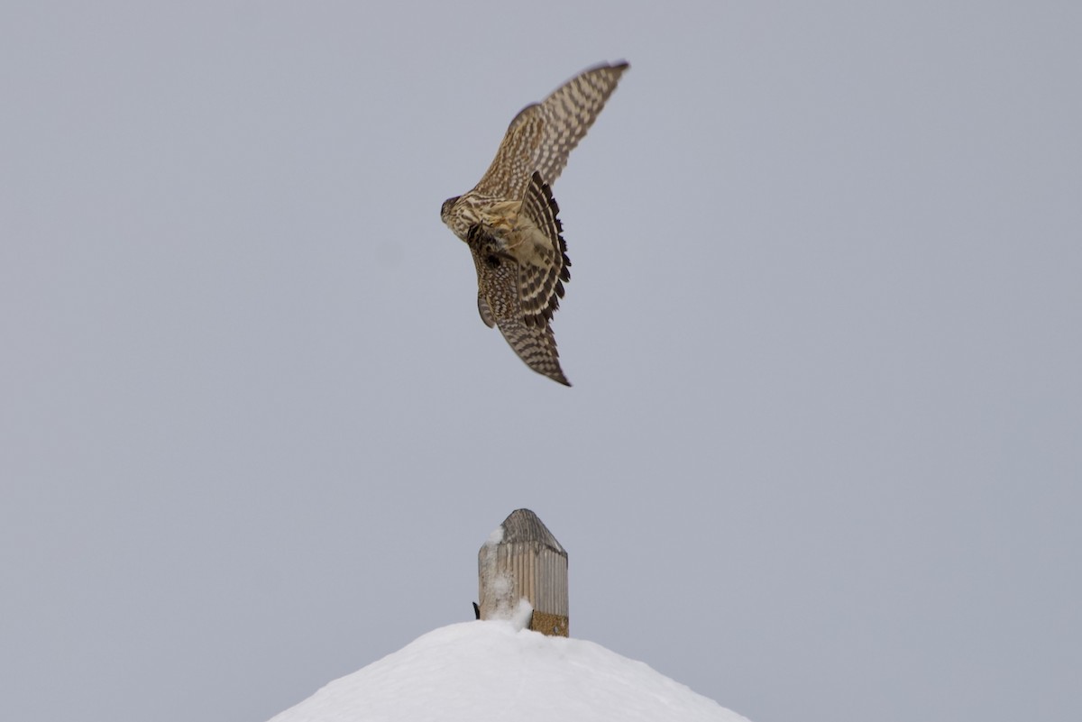 Merlin - ML646977235