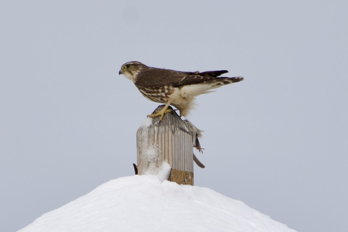 Merlin - ML646977236