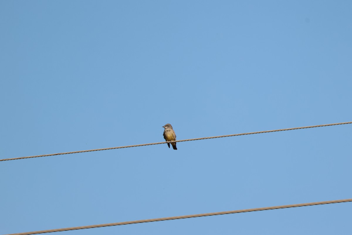 Тиран-крикун - ML646977237