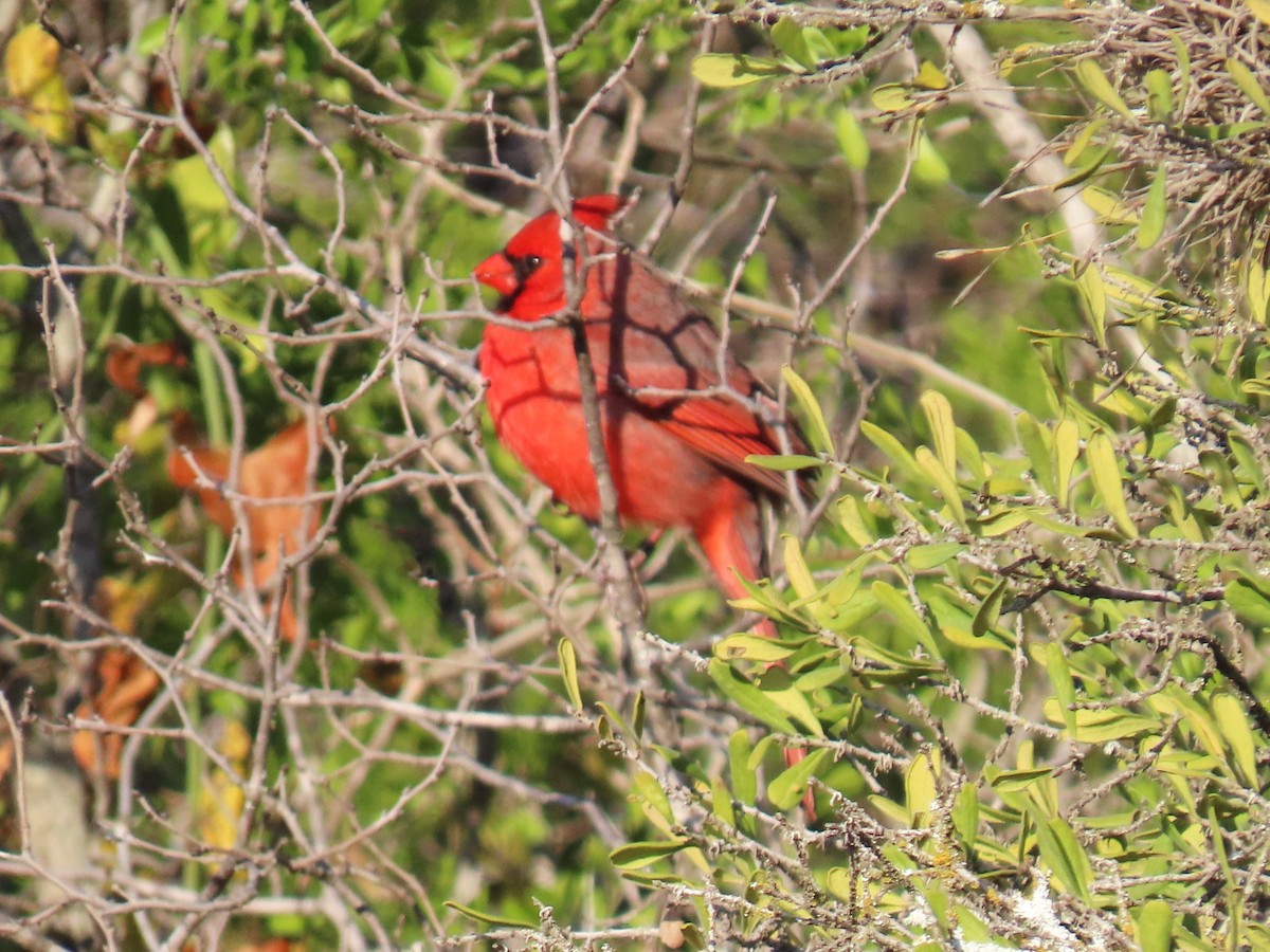 kardinál červený - ML646977238