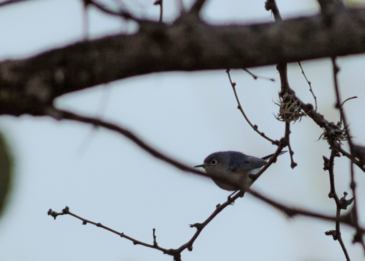 Blue-gray Gnatcatcher - ML646977244