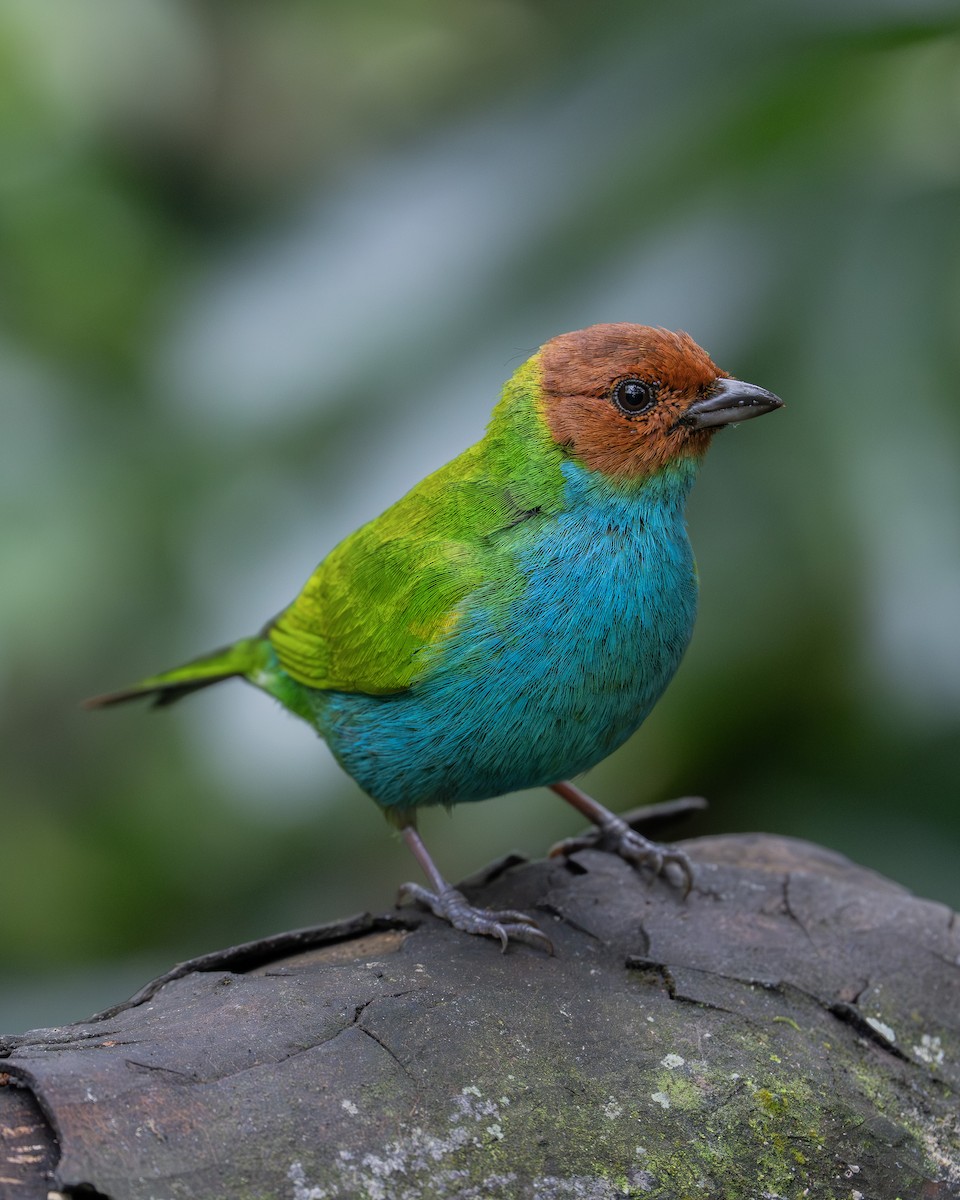 チャガシラフウキンチョウ（albertinae グループ） - ML646977245