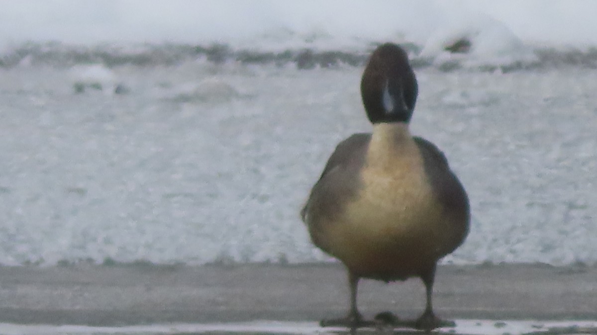 Шилохвость - ML646977248