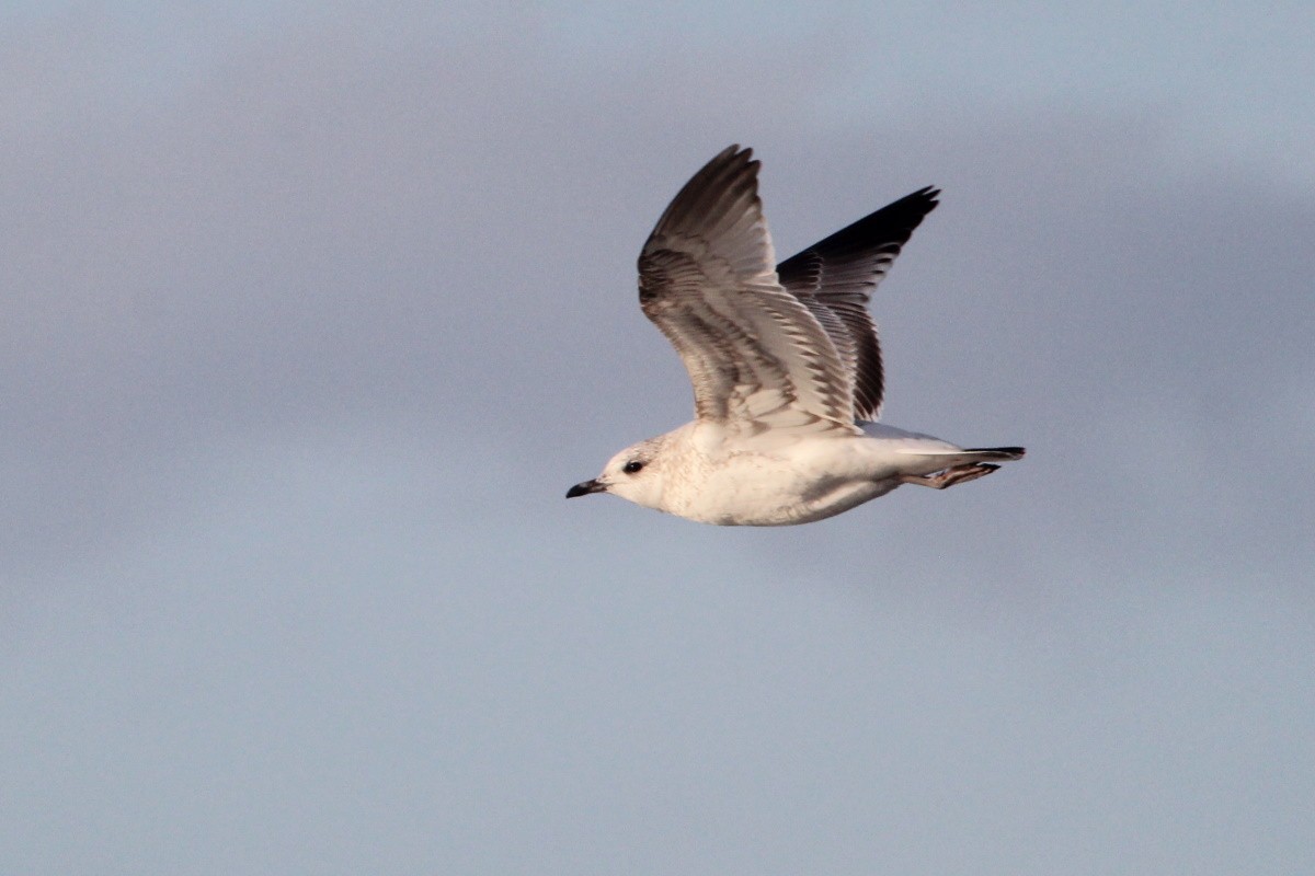 Kaio mokohoria - ML646977250