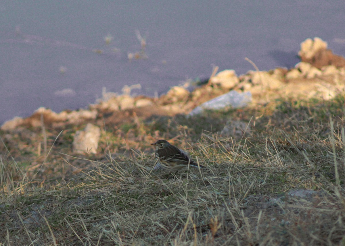 American Pipit - ML646977253