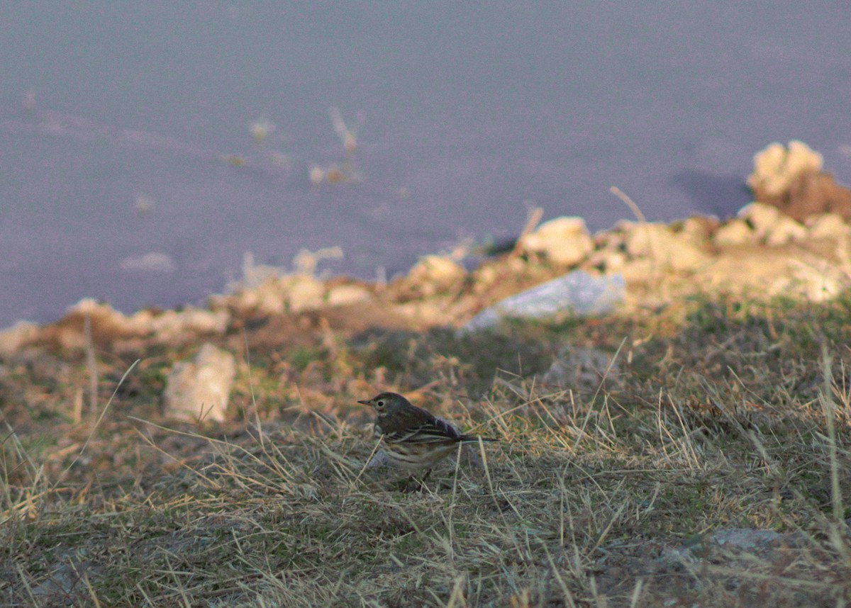 American Pipit - ML646977254