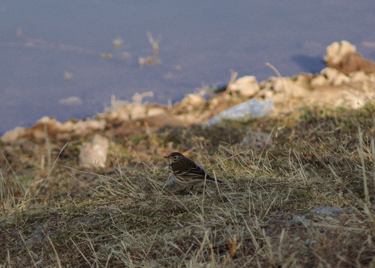 American Pipit - ML646977255