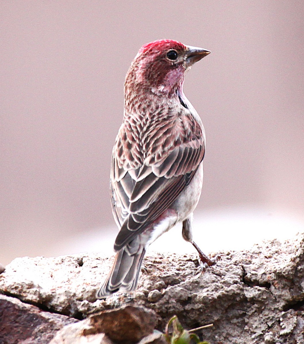 Cassin's Finch - ML646977256