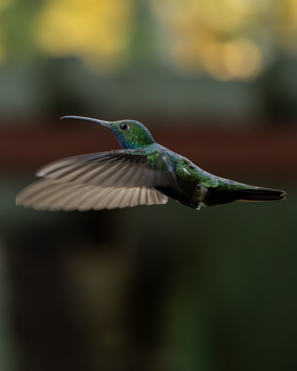 Black-throated Mango - ML646977259