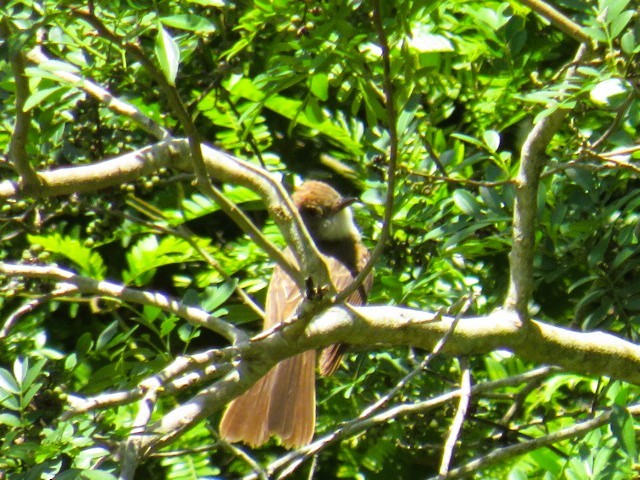 Swainson's Flycatcher - ML646977262