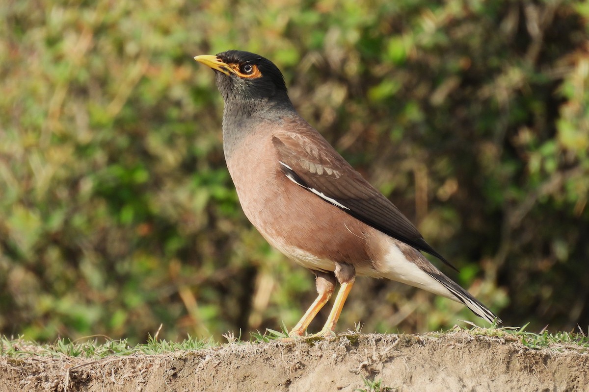 Common Myna - ML646977268