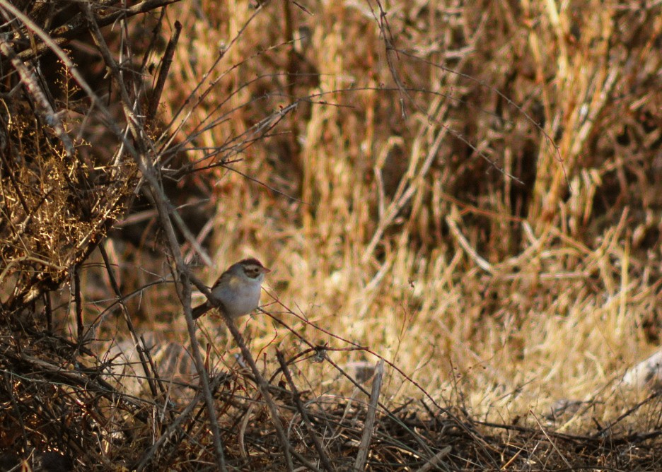 Clay-colored Sparrow - ML646977272