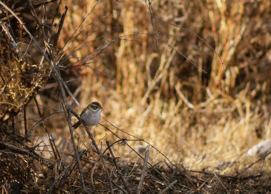 Clay-colored Sparrow - ML646977273