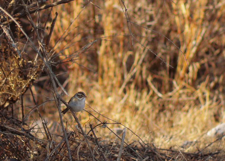 Clay-colored Sparrow - ML646977274
