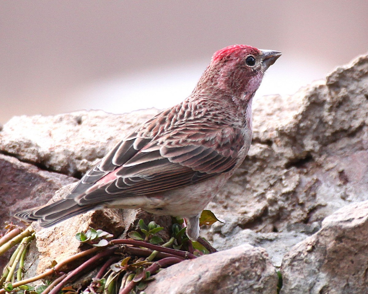 Cassin's Finch - ML646977276