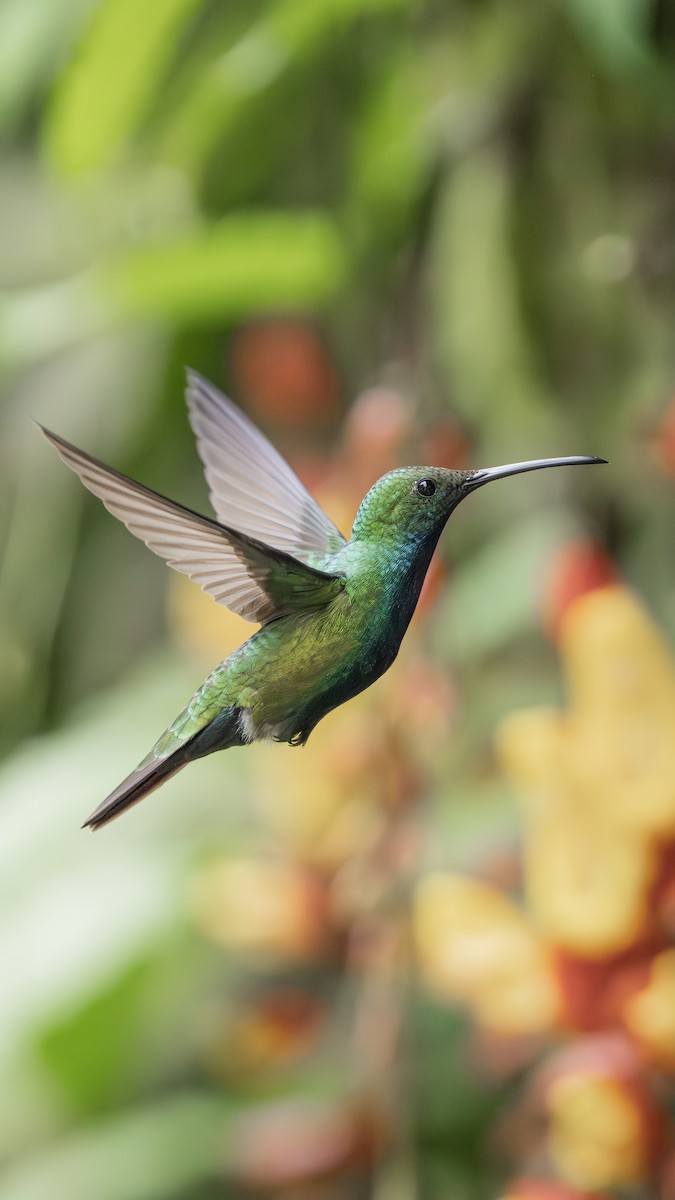 Black-throated Mango - ML646977277