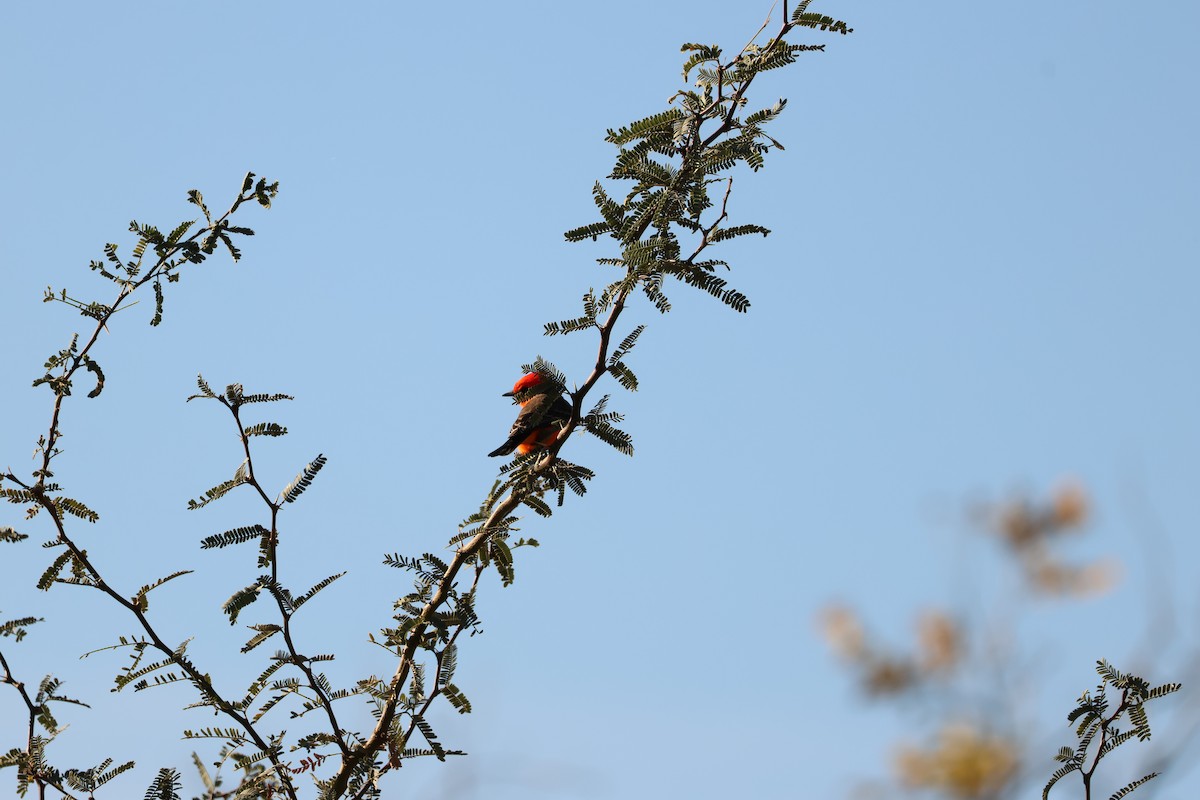 Москверо вогнистий - ML646977278