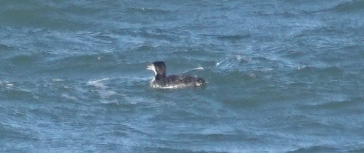 tanımsız Gavia sp. - ML646977284