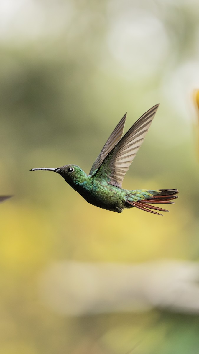 Black-throated Mango - ML646977285