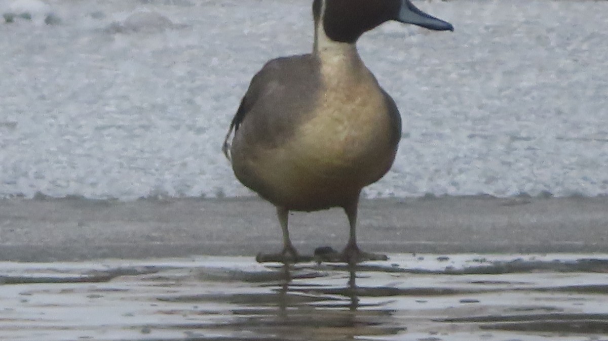 Шилохвость - ML646977286