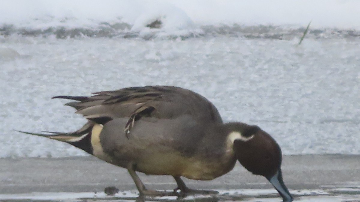 Шилохвость - ML646977294