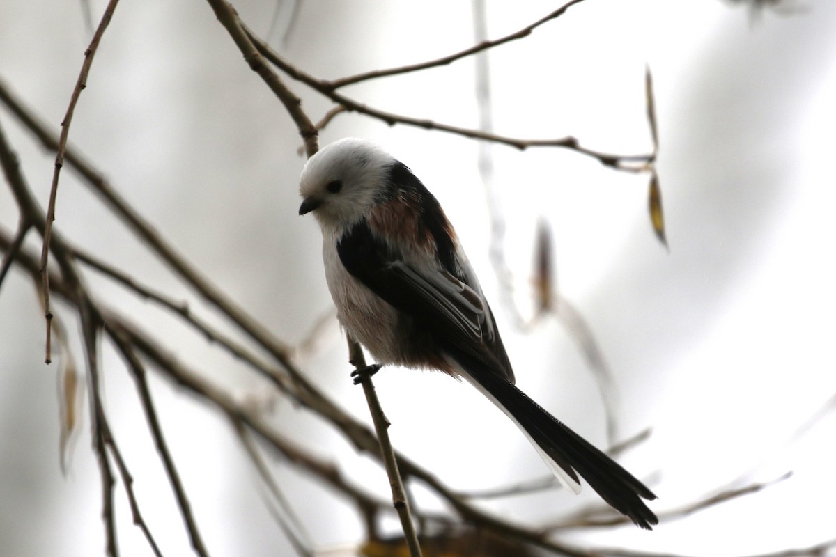 Long-tailed Tit - ML646977297