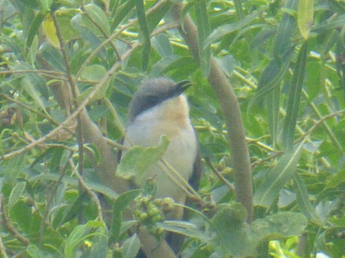 Dark-billed Cuckoo - ML646977309