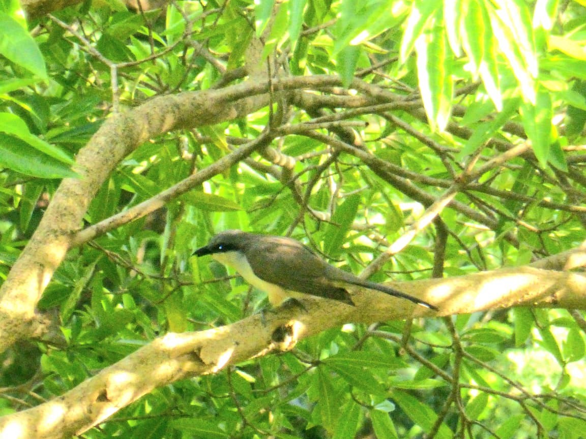 Dark-billed Cuckoo - ML646977310