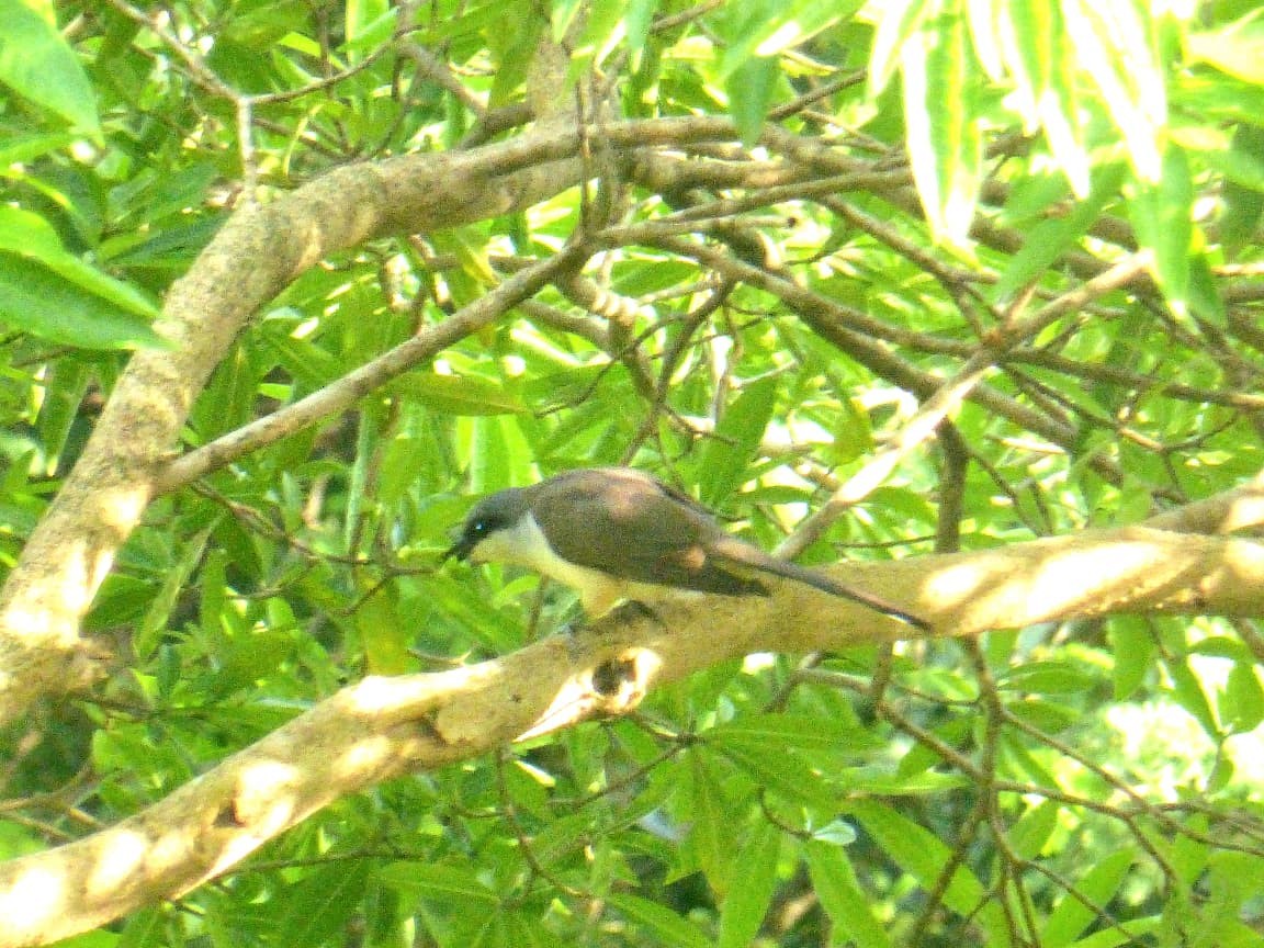 Dark-billed Cuckoo - ML646977311