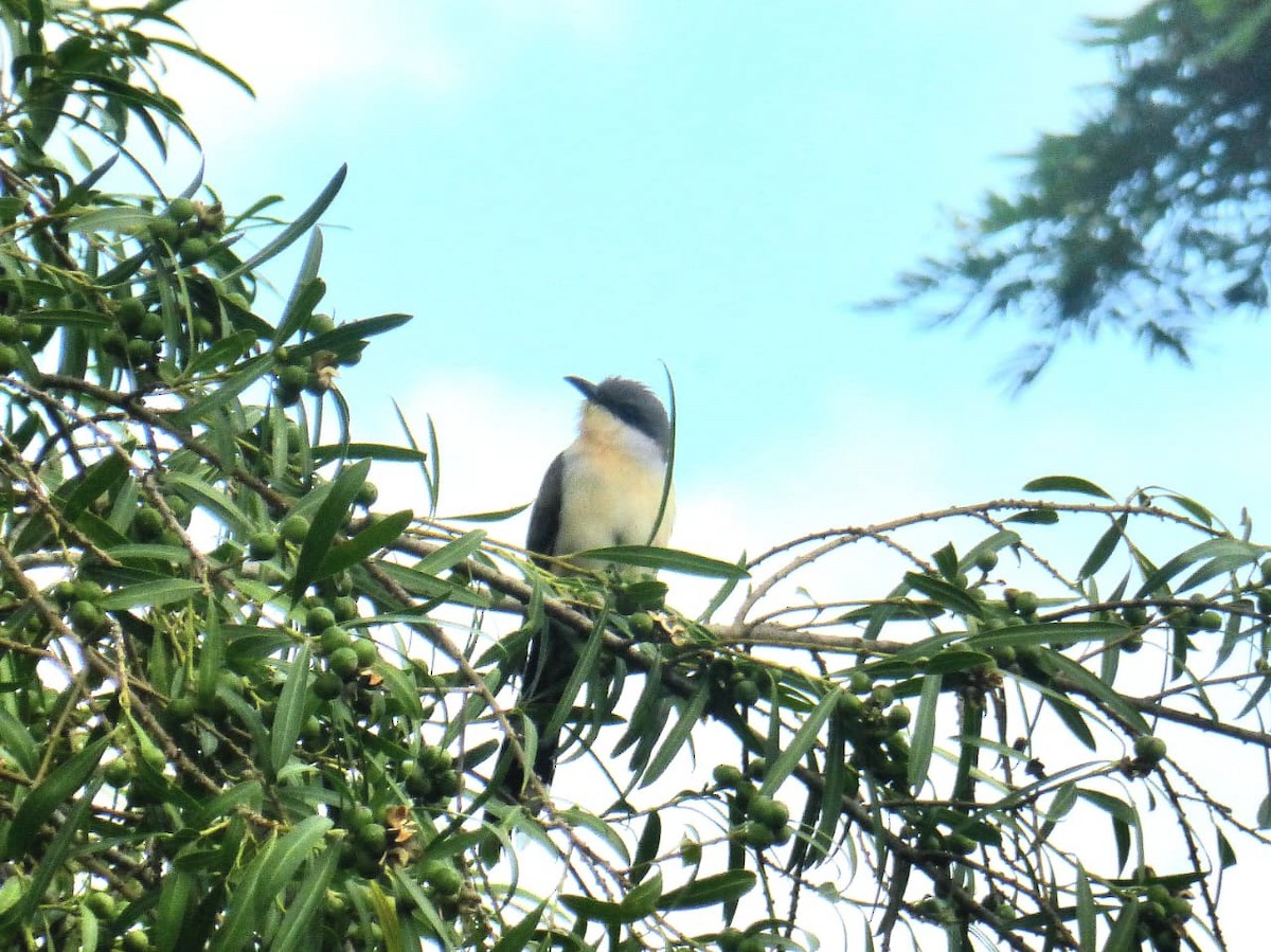Dark-billed Cuckoo - ML646977312