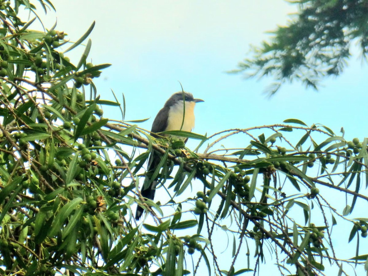 Dark-billed Cuckoo - ML646977313