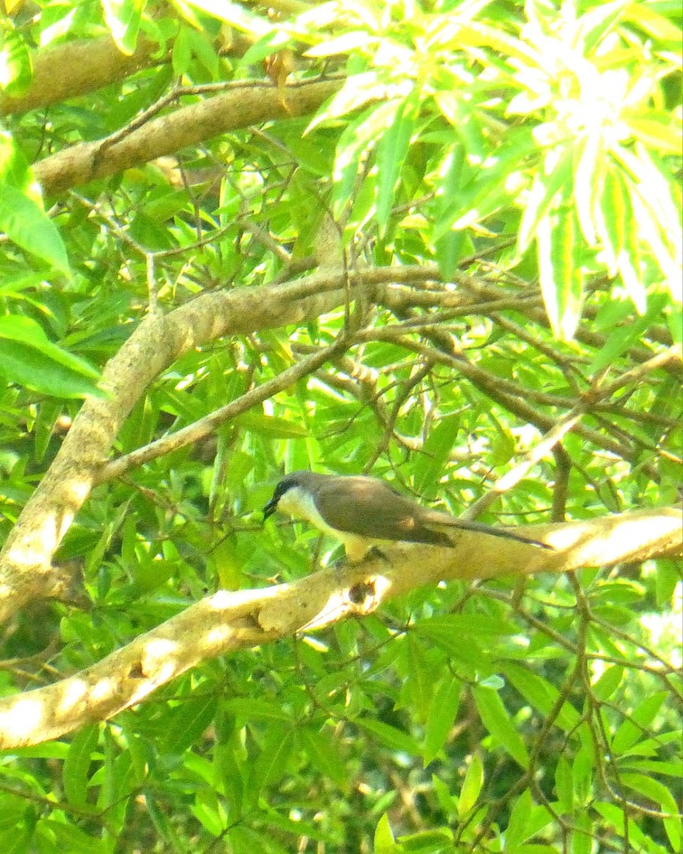 Dark-billed Cuckoo - ML646977314