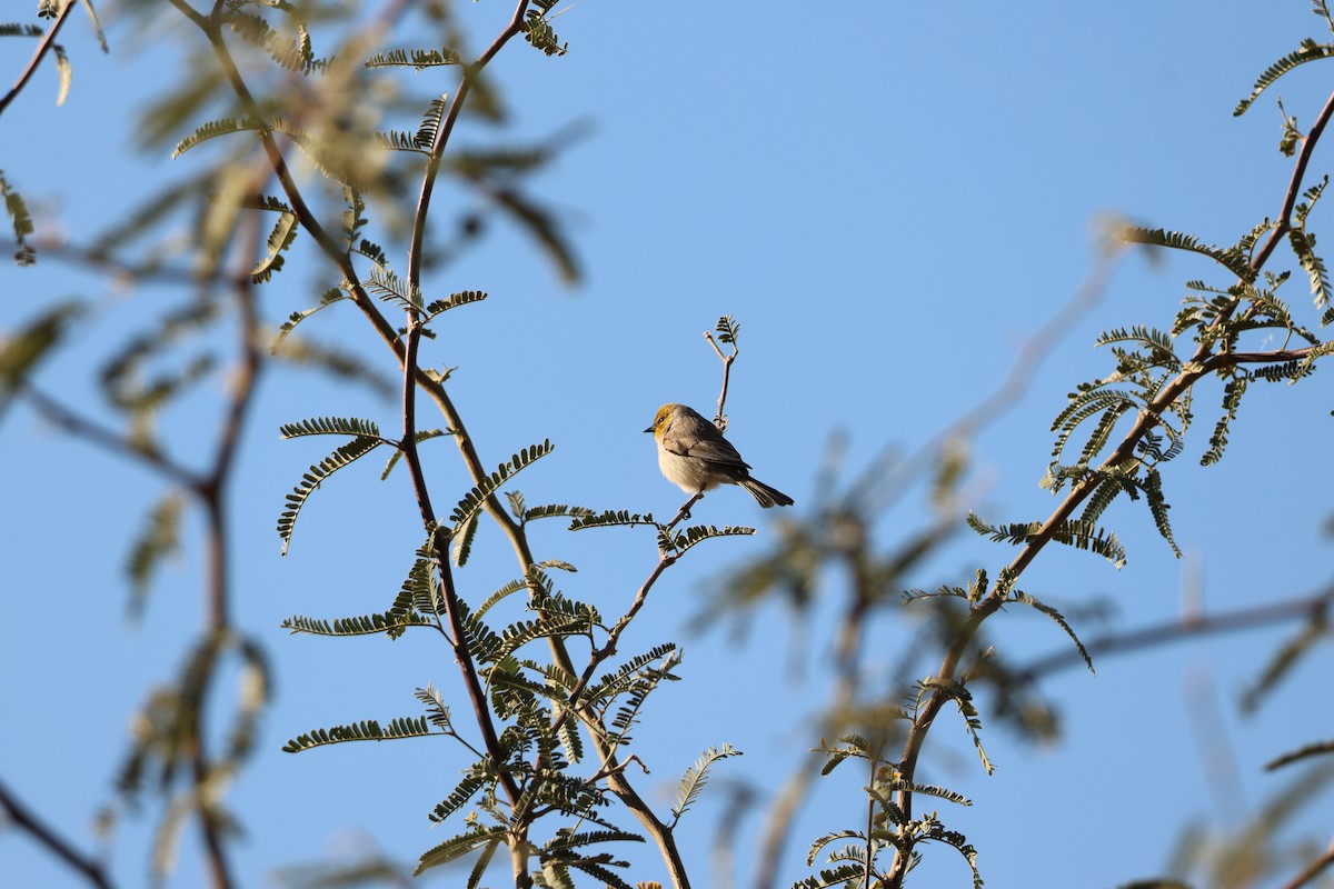 Ремез американський - ML646977315