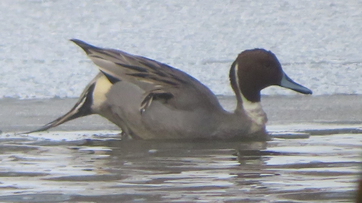 Шилохвость - ML646977316