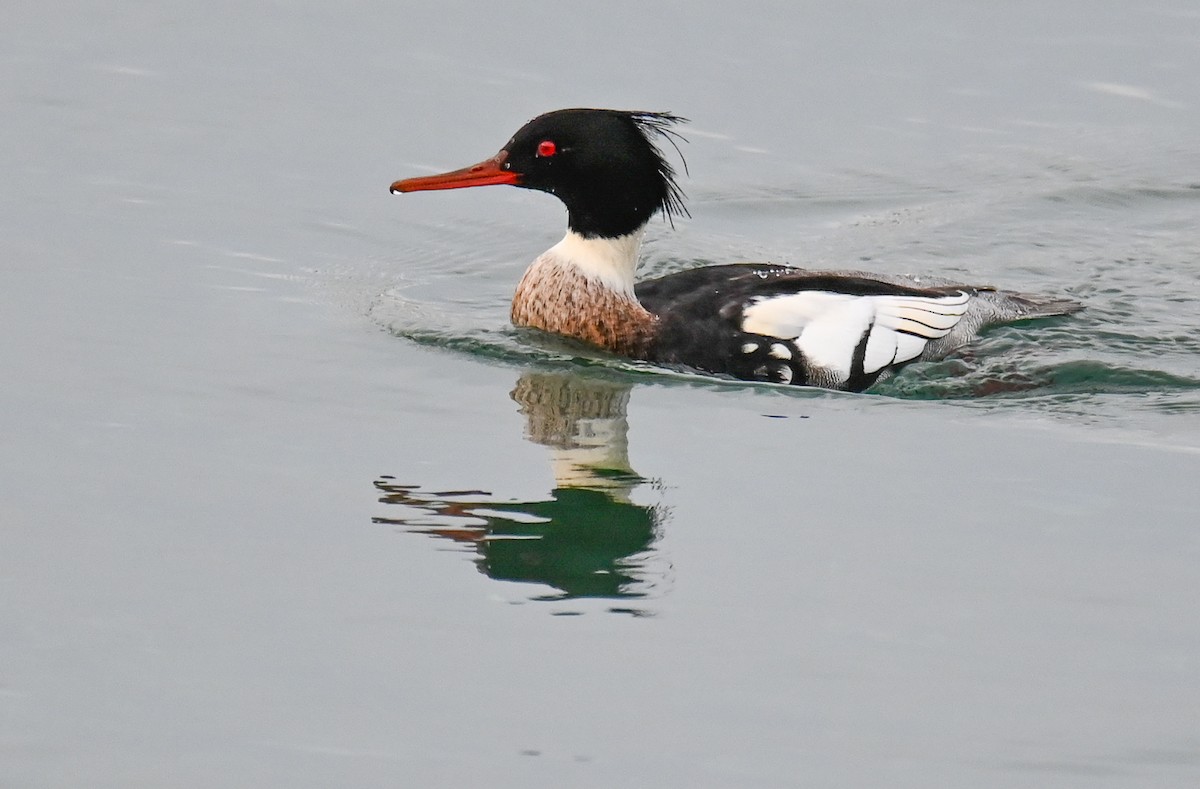 Red-breasted Merganser - ML646977318