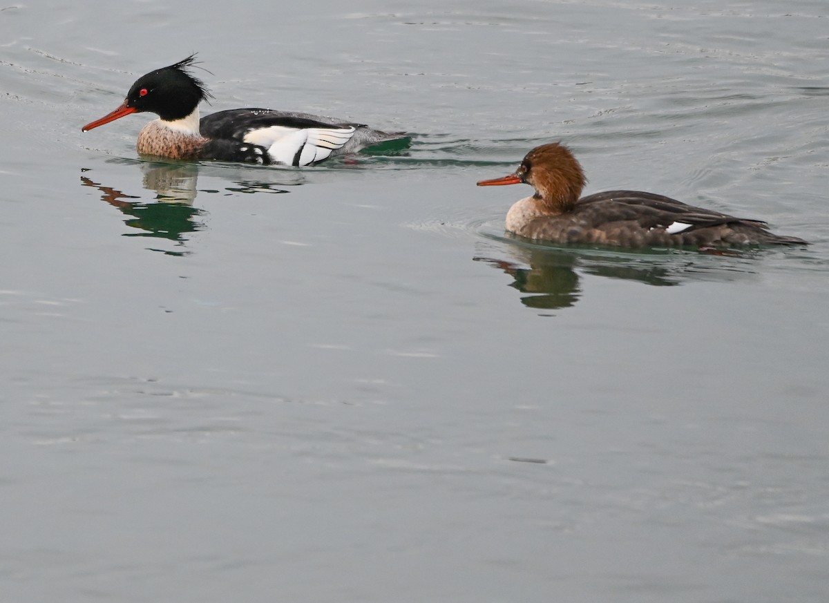 Red-breasted Merganser - ML646977319