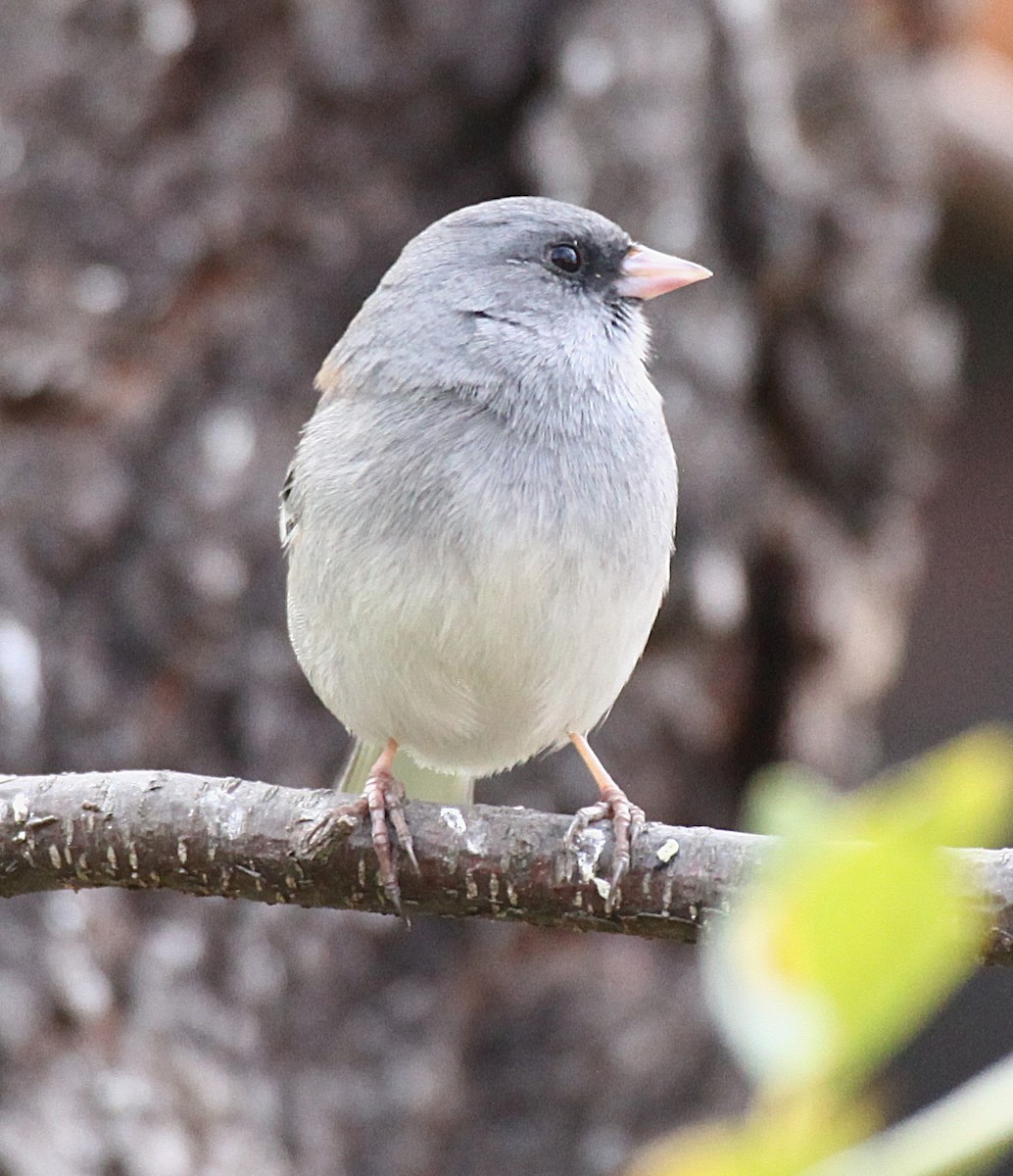 Winterammer - ML646977325