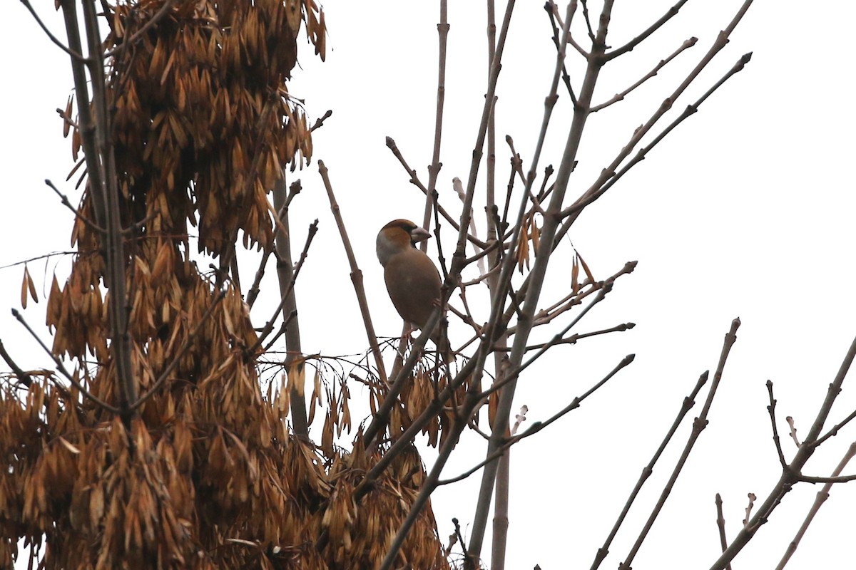 Hawfinch - ML646977327