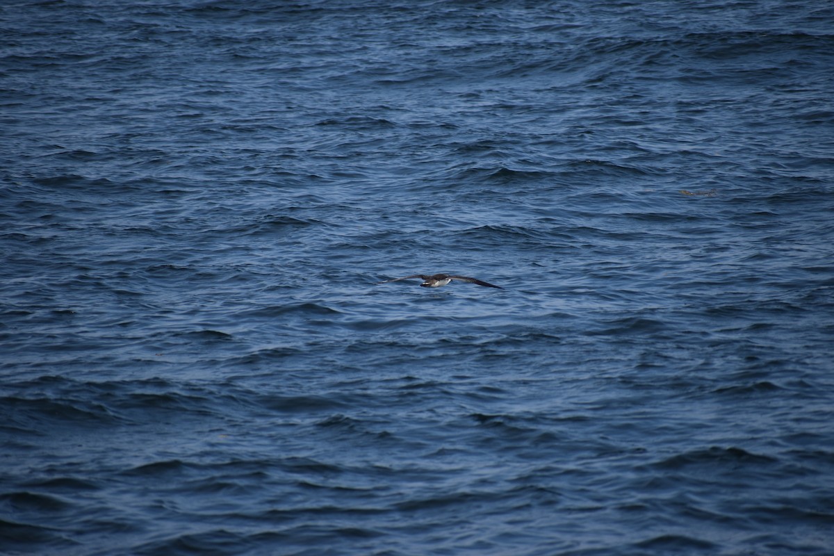 Gabai handia - ML646977333